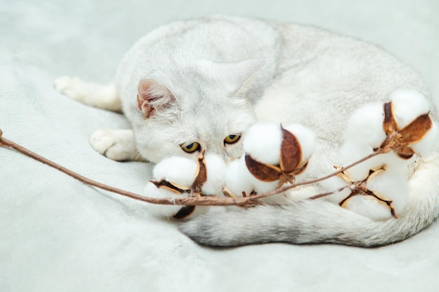 Lindo gato britânico prateado brinca com um ramo de algodão