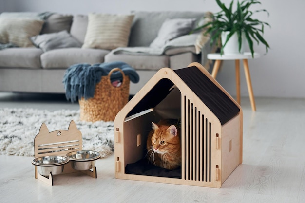 Foto lindo gato está en la cabina de mascotas que se encuentra en el interior de la habitación doméstica moderna