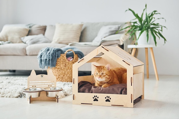 Foto lindo gato está en la cabina de mascotas que se encuentra en el interior de la habitación doméstica moderna