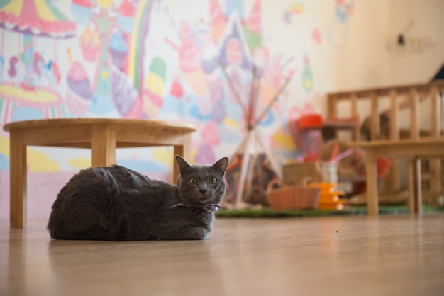 Foto lindo gato en el cafe