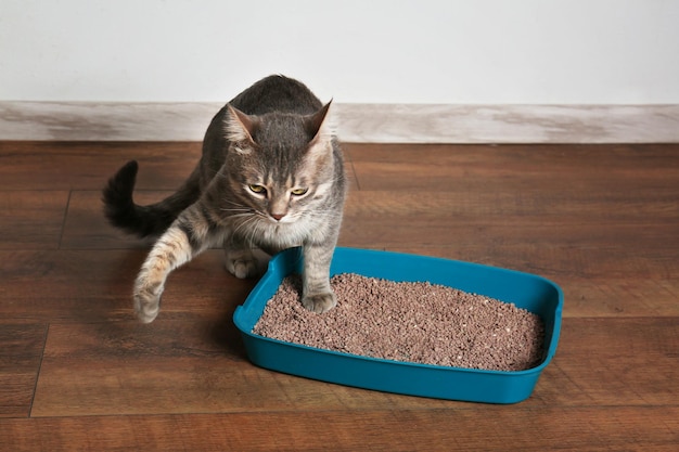 Lindo gato en caja de arena de plástico en el piso
