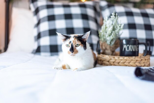 Foto lindo gato calico en una cama blanca