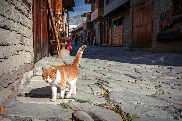 Lindo gato en la calle