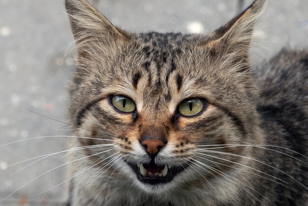 Lindo, gato callejero, cara, retrato