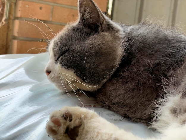 Un lindo gato callejero durmiendo en un lugar abandonado