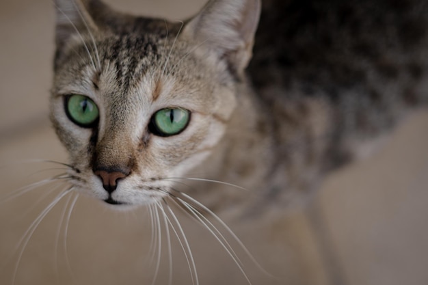 Lindo gato callejero con ojos verdes