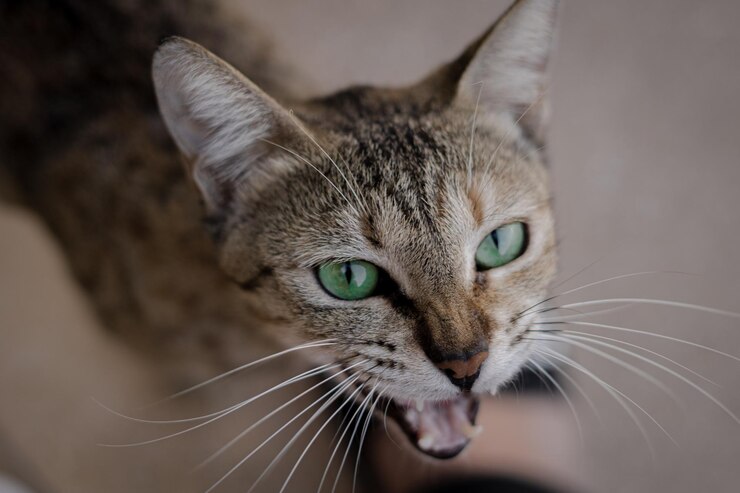 Lindo gato callejero con ojos verdes