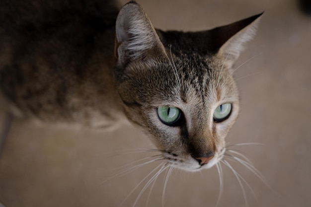 Lindo gato callejero con ojos verdes