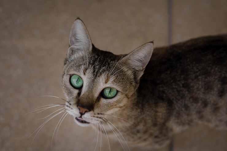 Lindo gato callejero con ojos verdes