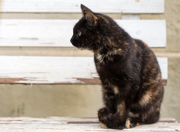 El lindo gato callejero (Turquía Izmir)