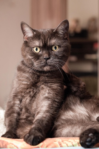 Lindo gato con cara divertida se sienta en la cama mirando a la cámara