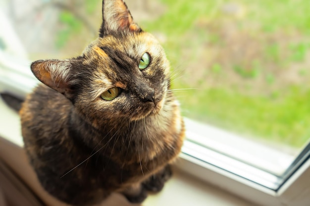 Lindo gato de carey sentado en el alféizar de la ventana cerca de la ventana y mirando a la cámara