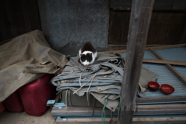 Foto lindo gato en casa abandonada