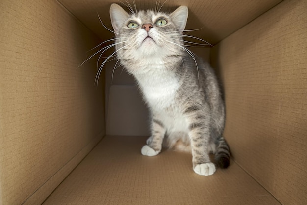 Lindo gato cauteloso se sienta en una caja de cartón grande y mira con curiosidad e interés