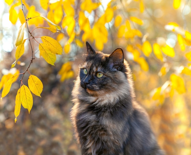 Lindo gato cerca del árbol en otoño