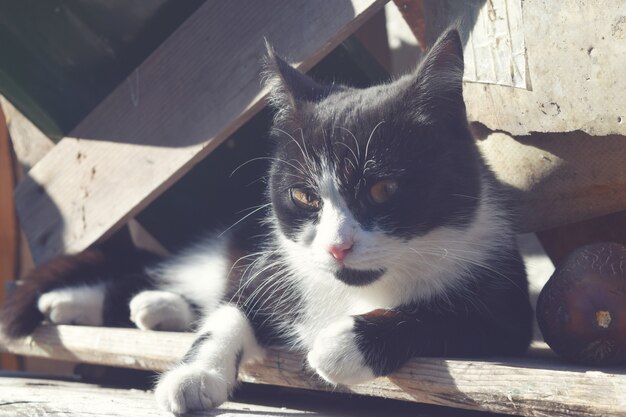 Lindo gato cerca de fondo