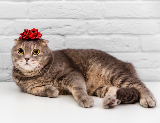 Lindo gato con cinta roja en la cabeza