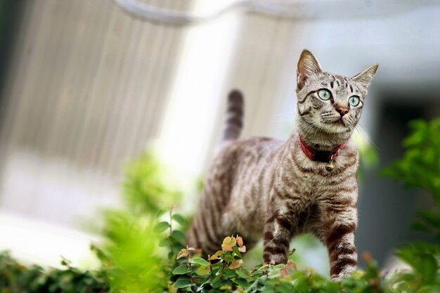 Lindo gato cinza caminhando ao ar livre