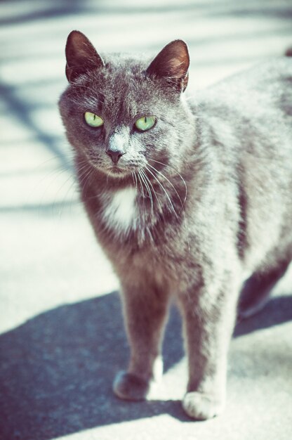 Lindo gato cinza caminhando na estrada