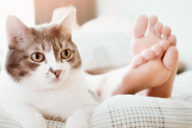 Lindo gato cinza deitado aos pés da anfitriã na cama Cuidados e cuidados com o animal de estimação Atmosfera aconchegante Fotografia de estilo de vida