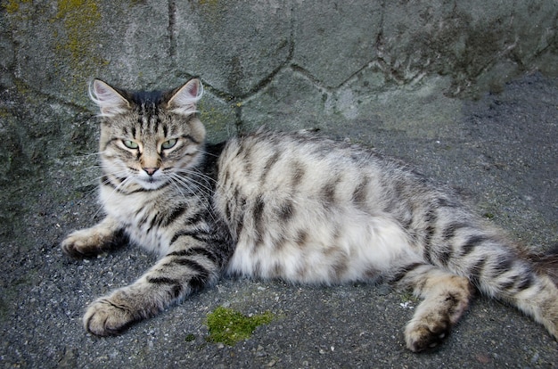 lindo gato cinza deitado no asfalto