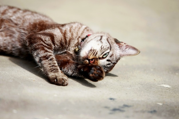 Lindo gato cinza dormindo ao ar livre