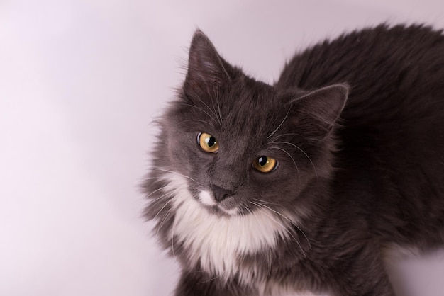 Lindo gato cinza e branco isolado no fundo branco