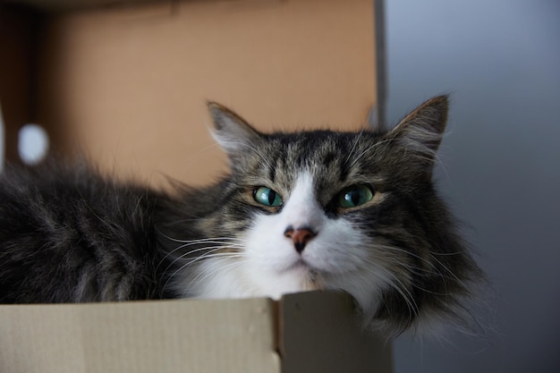 Lindo gato cinza em caixa de papelão no chão em casa