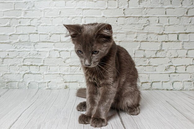 Lindo gato cinza em um fundo de parede de tijolos