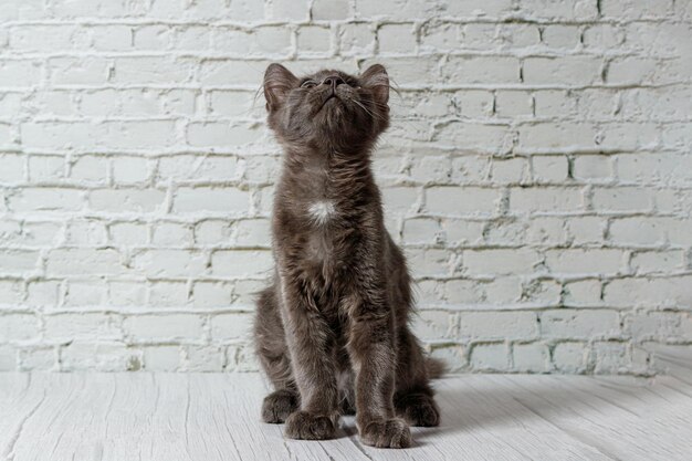 Lindo gato cinza em um fundo de parede de tijolos