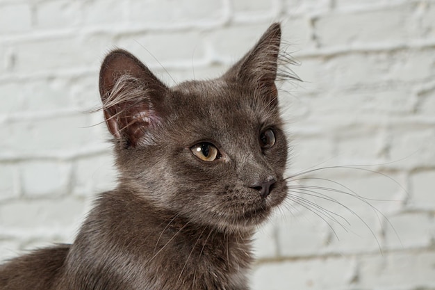 Lindo gato cinza em um fundo de parede de tijolos