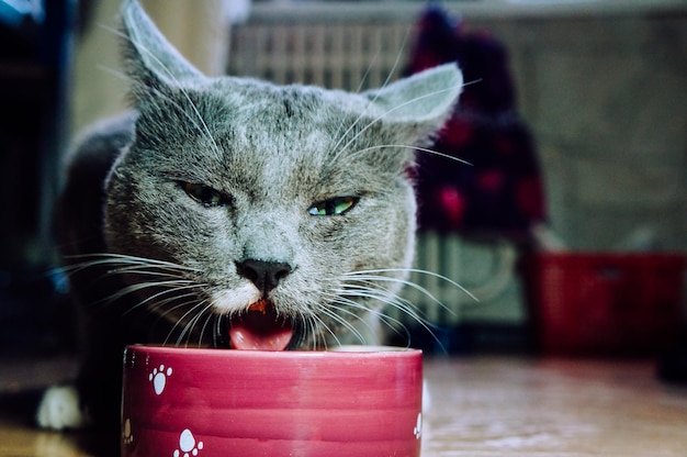 Lindo gato cinza jovem comendo de uma tigela com prazer close-up