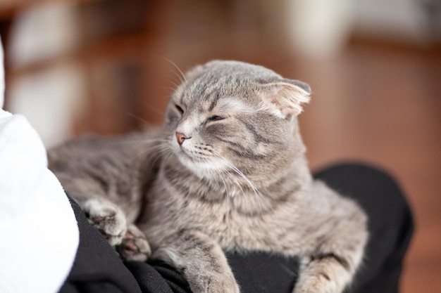 Lindo gato cinza listrado, um gato doméstico está deitado no sofá