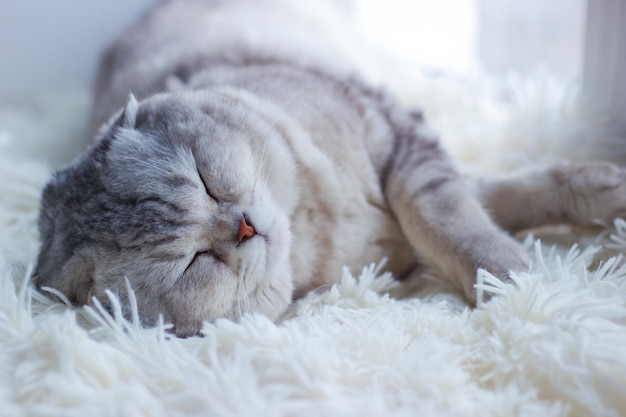 Lindo gato cinza puro-sangue de bochechas dobradas dorme descansando em uma manta perto da janela