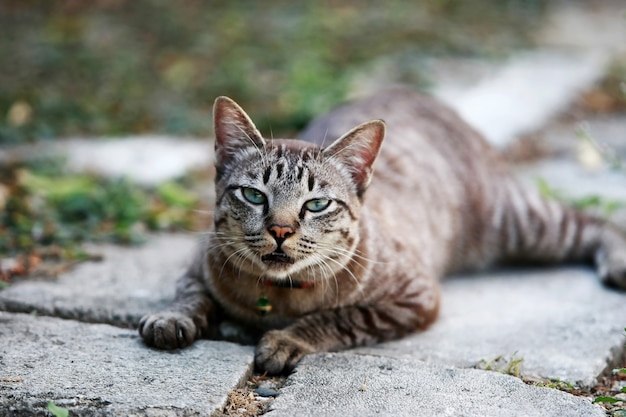 Lindo gato cinza sentado ao ar livre