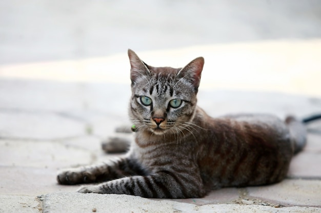 Lindo gato cinza sentado ao ar livre