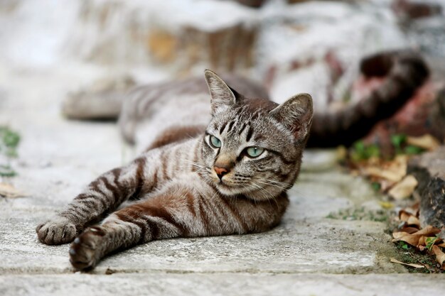 Lindo gato cinza sentado ao ar livre