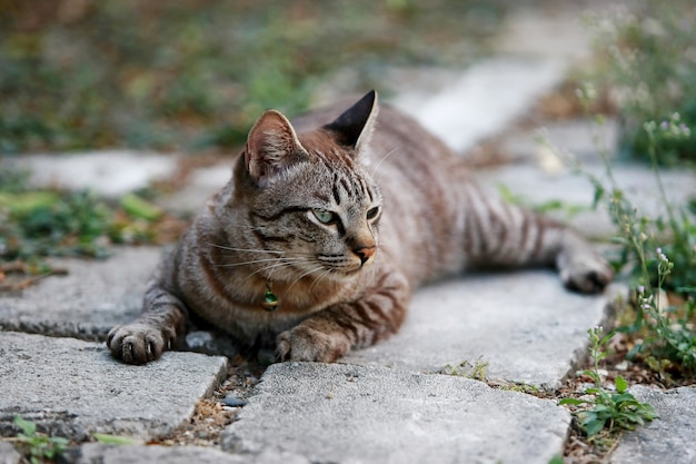 Lindo gato cinza sentado ao ar livre