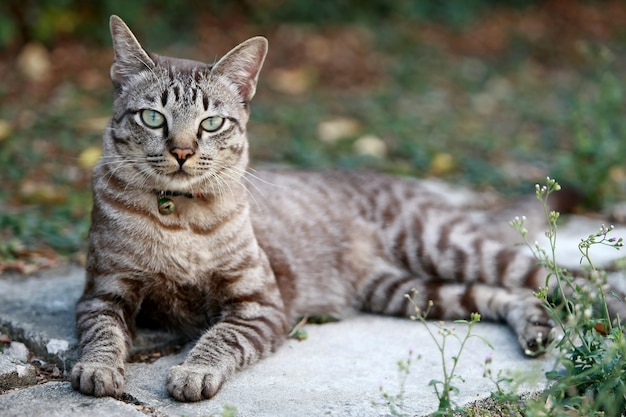 Lindo gato cinza sentado ao ar livre