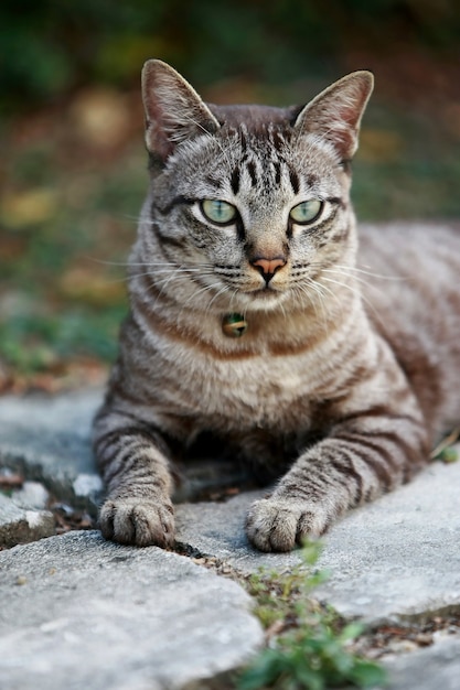 Lindo gato cinza sentado ao ar livre