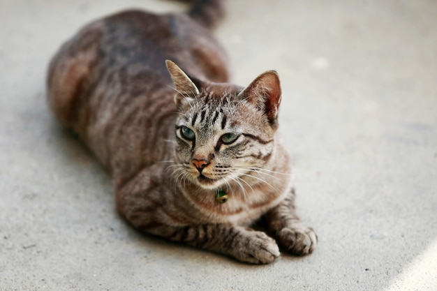 Lindo gato cinza sentado ao ar livre