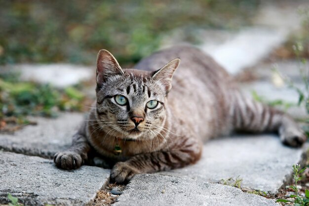 Lindo gato cinza sentado ao ar livre