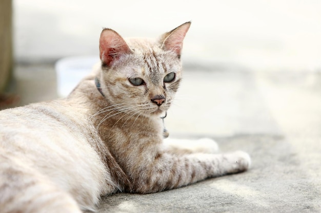 Lindo gato cinza sentado ao ar livre