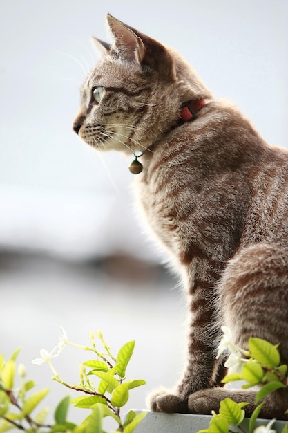 Lindo gato cinza sentado ao ar livre