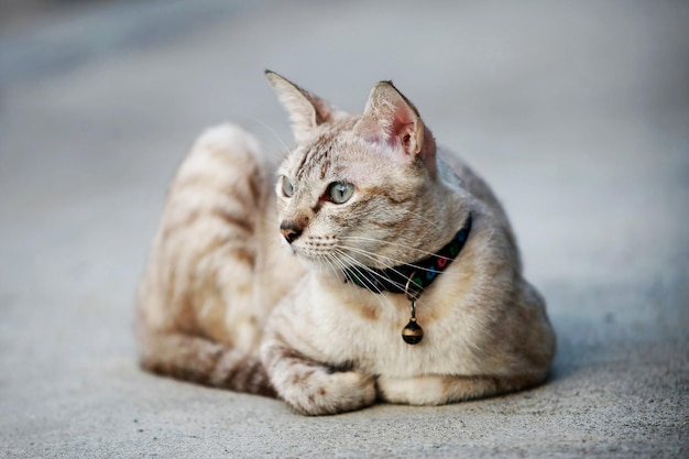 Lindo gato cinza sentado ao ar livre