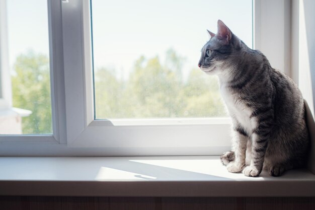 Lindo gato cinza sentado no peitoril da janela e olhando para uma janela