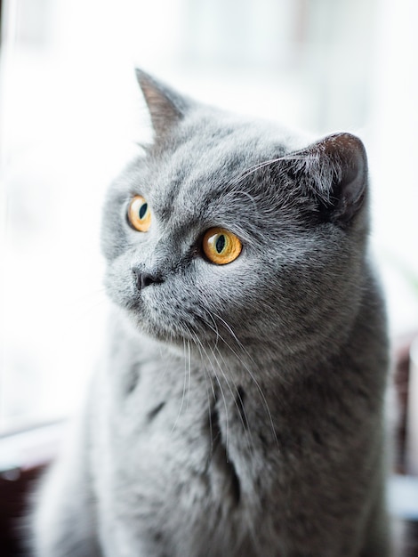 Lindo gato cinzento britânico, retrato de close-up, grandes olhos amarelos