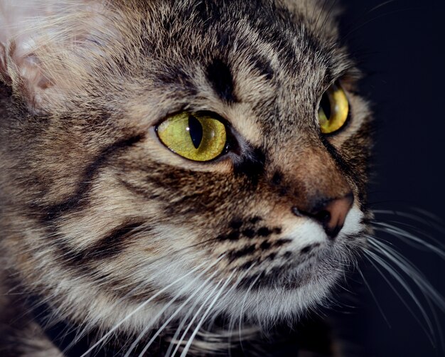 Lindo gato cinzento com olhos amarelos