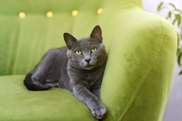 Lindo gato cinzento deitado esticado, relaxando no sofá, retrato do elegante gato azul russo.