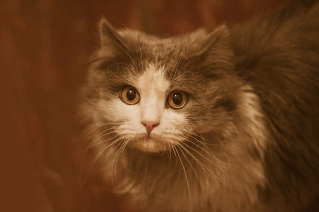 Foto lindo gato cinzento e branco.